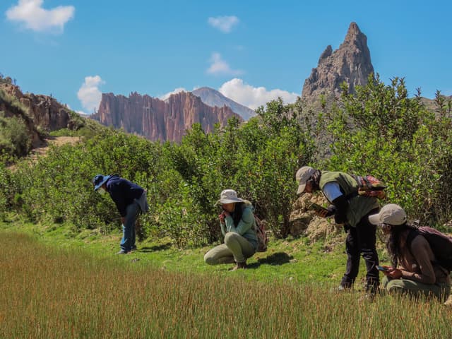 Group of people observing flora in a mountainous landscape.