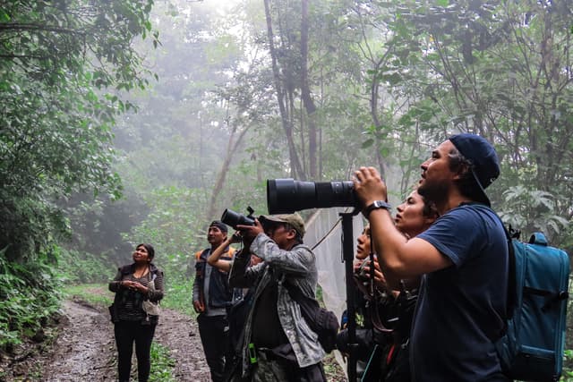 Group of people observing and photographing wildlife in a forest.
