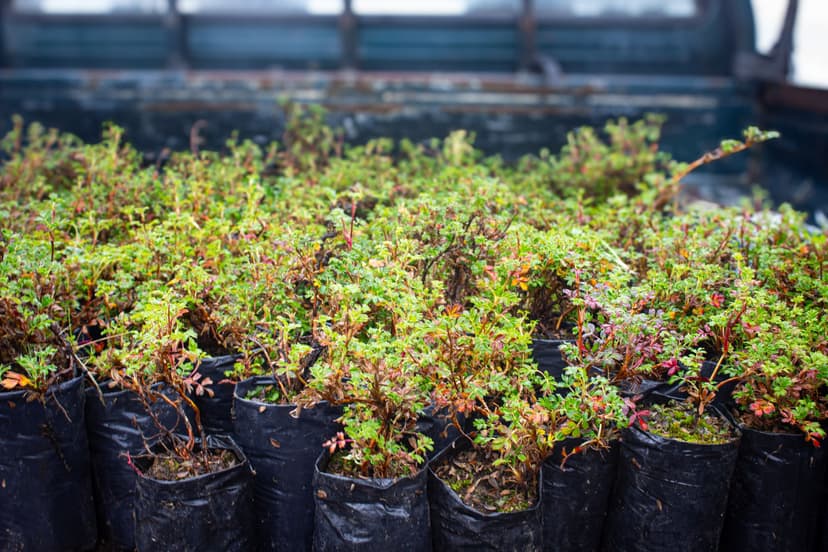 Image of various plants.